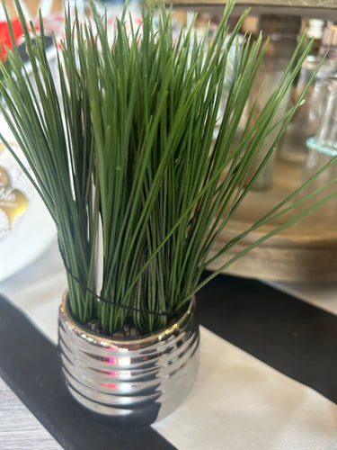 Potted grass