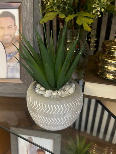Little potted plant